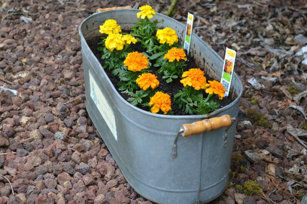 marigolds