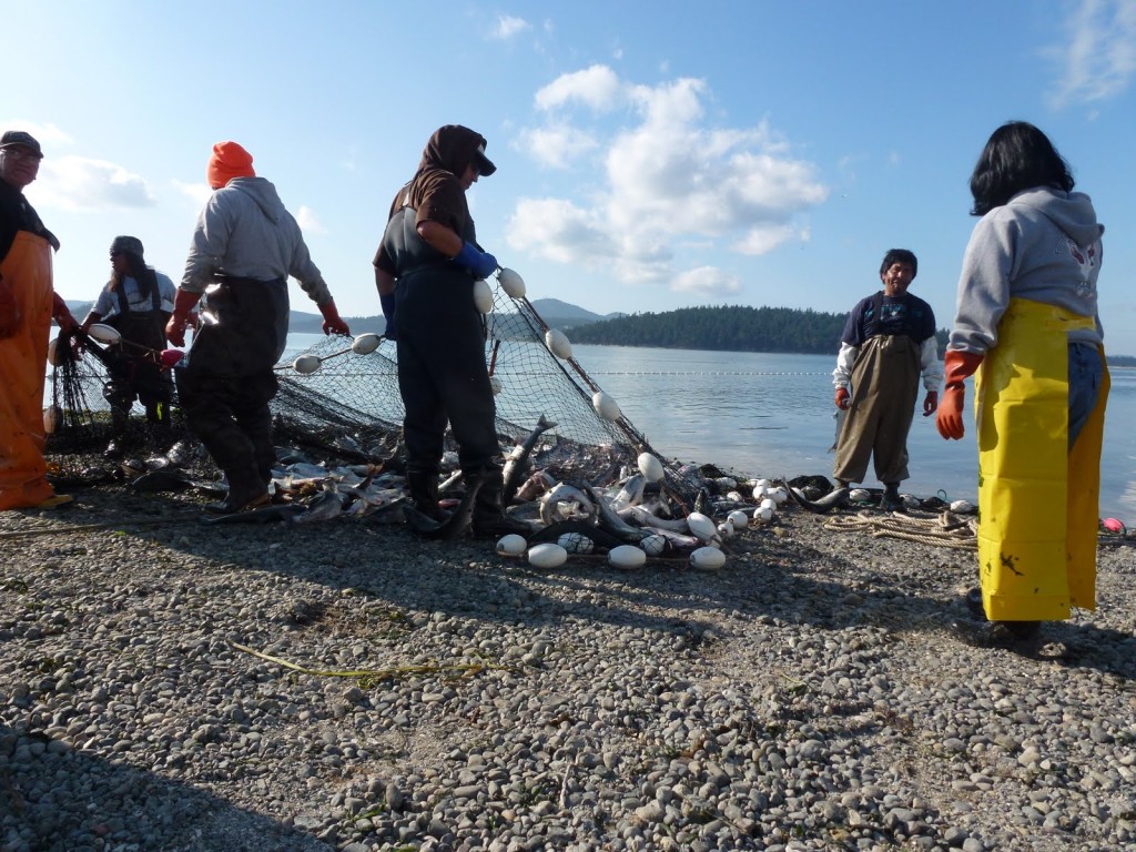 Beach Seining for Pink Salmon