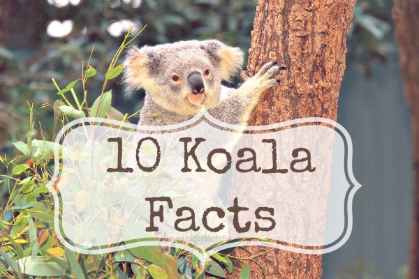 koala facts