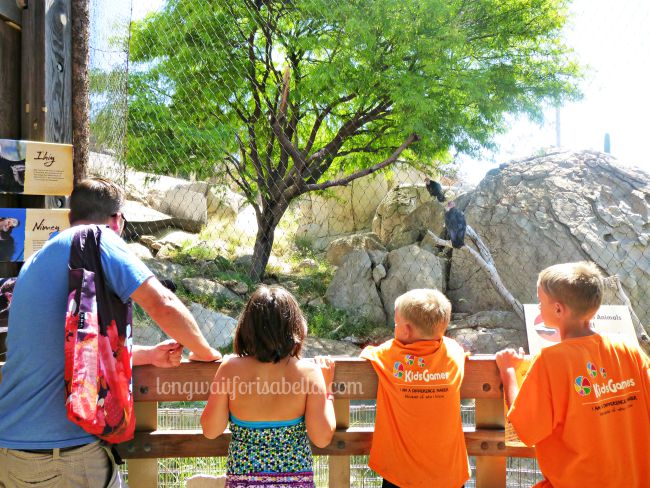 Condor Exhibit SD Zoo Safari