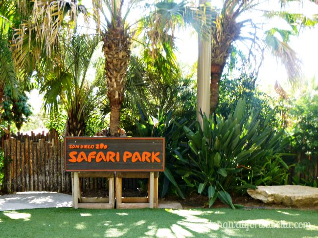 SD Zoo Safari Park