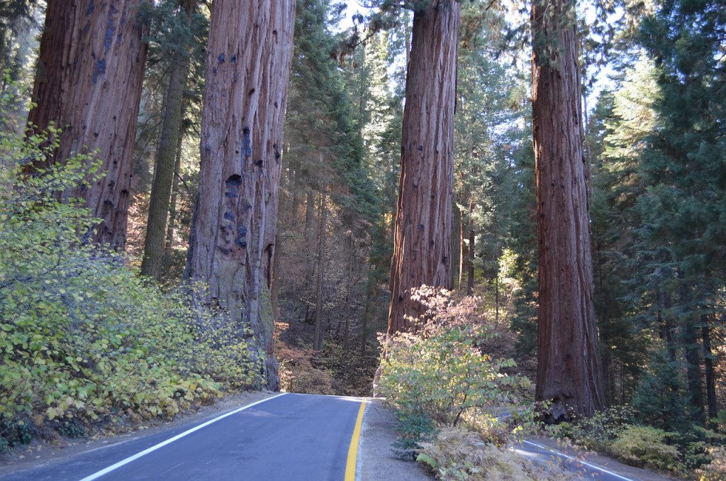 redwood national park