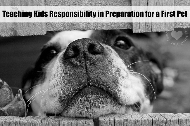 First Pet Responsibility
