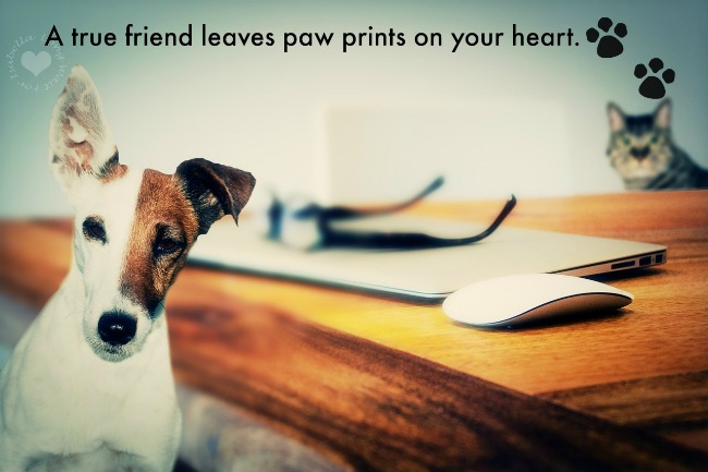 Pet Paw Prints Quote