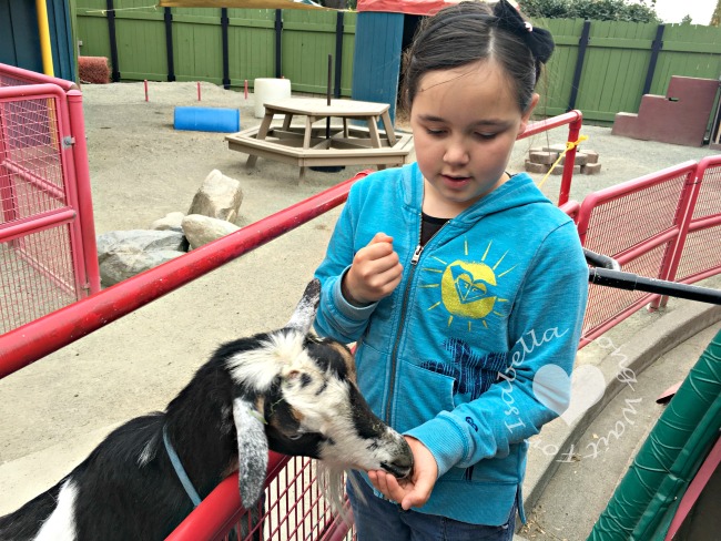 Feeding Goats at Kids' Zone