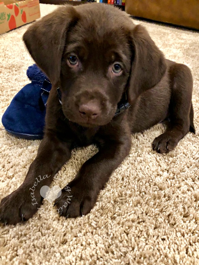 crate training a lab puppy