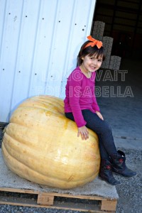pumpkin dump cake recipe