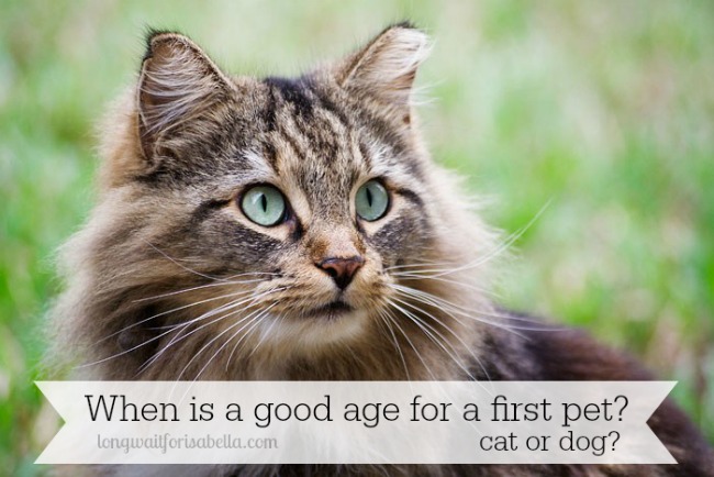 What age is good for a first pet?