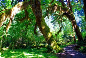 hoh rainforest