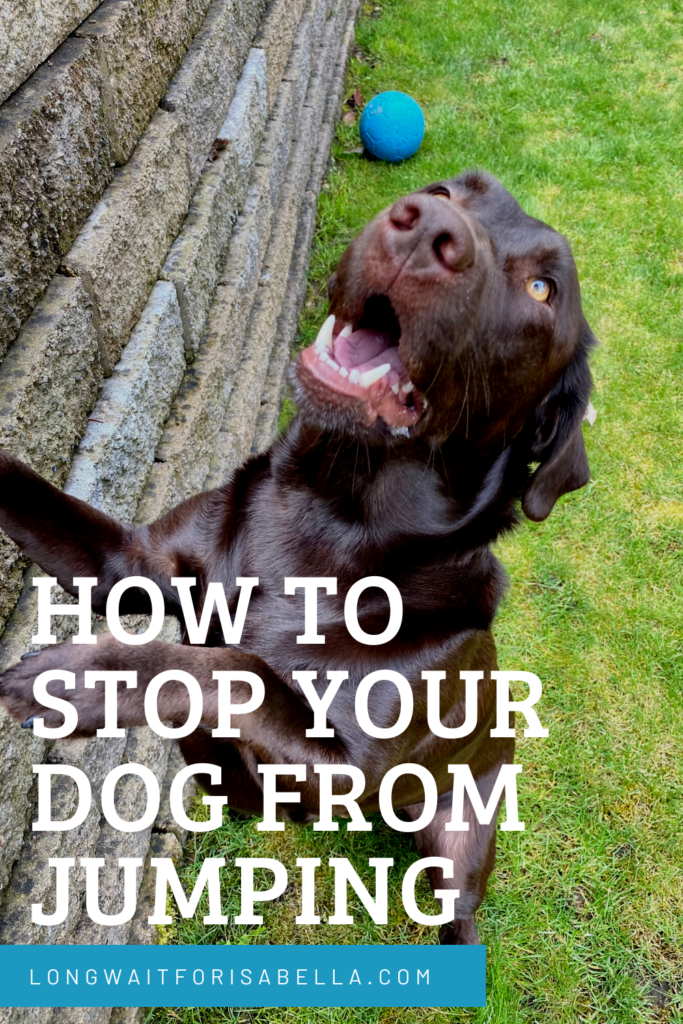 How to Stop Your Dog From Jumping