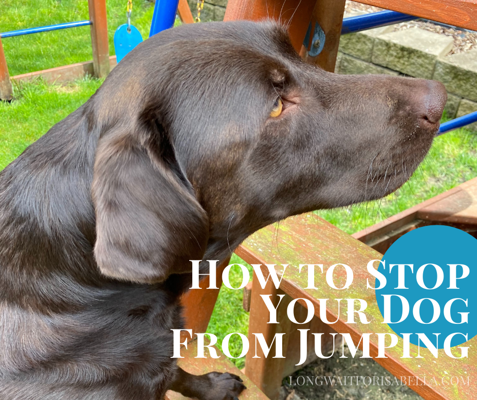 How to Stop Your Dog From Jumping