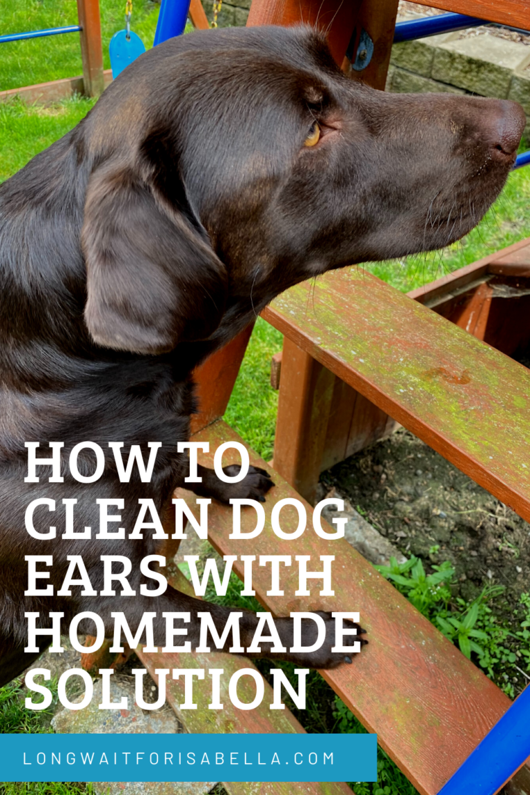 How to Clean Dog Ears with Homemade Solution Long Wait For Isabella