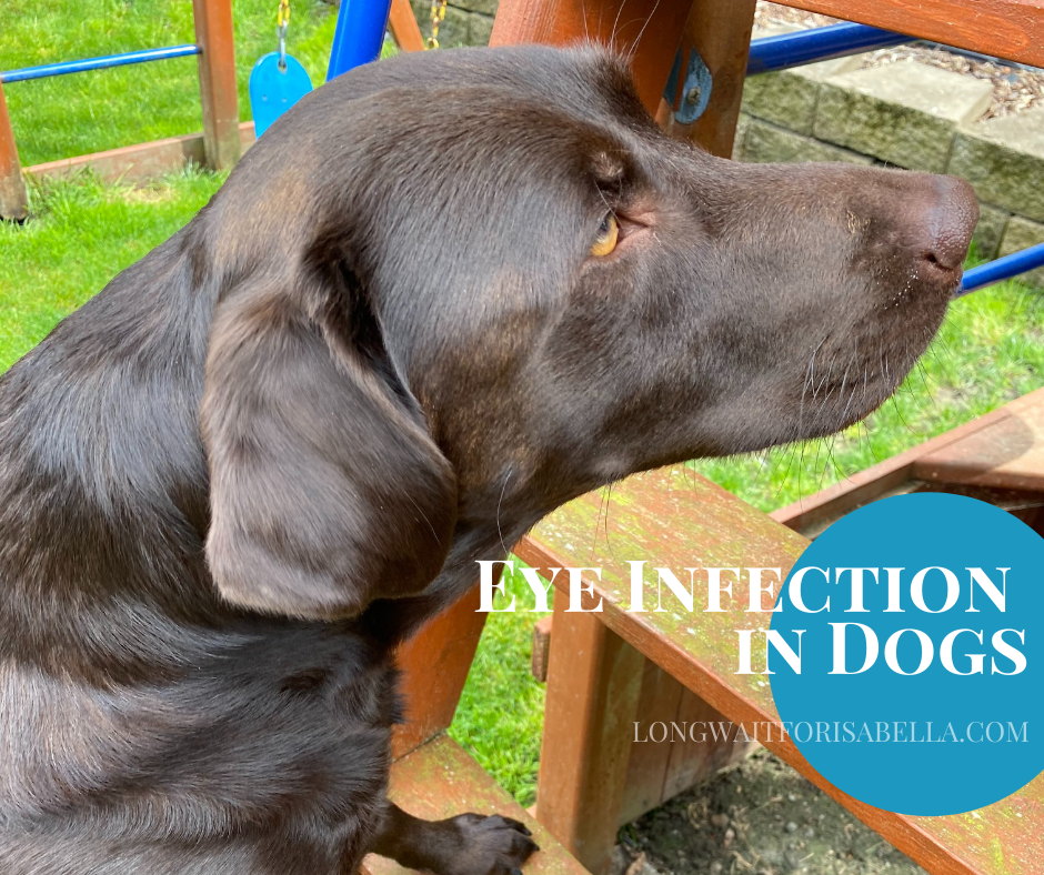 Eye Infection in Dogs