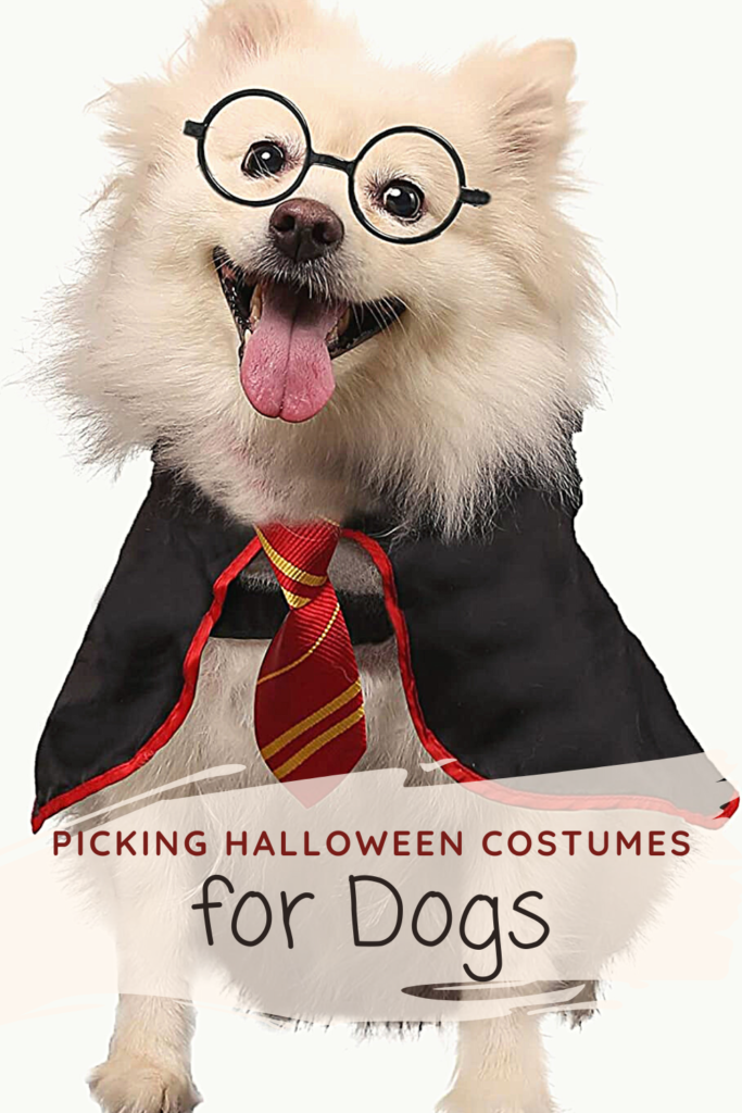 Best Halloween Costumes for Dogs