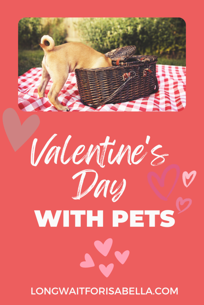 Valentines Day with Pets
