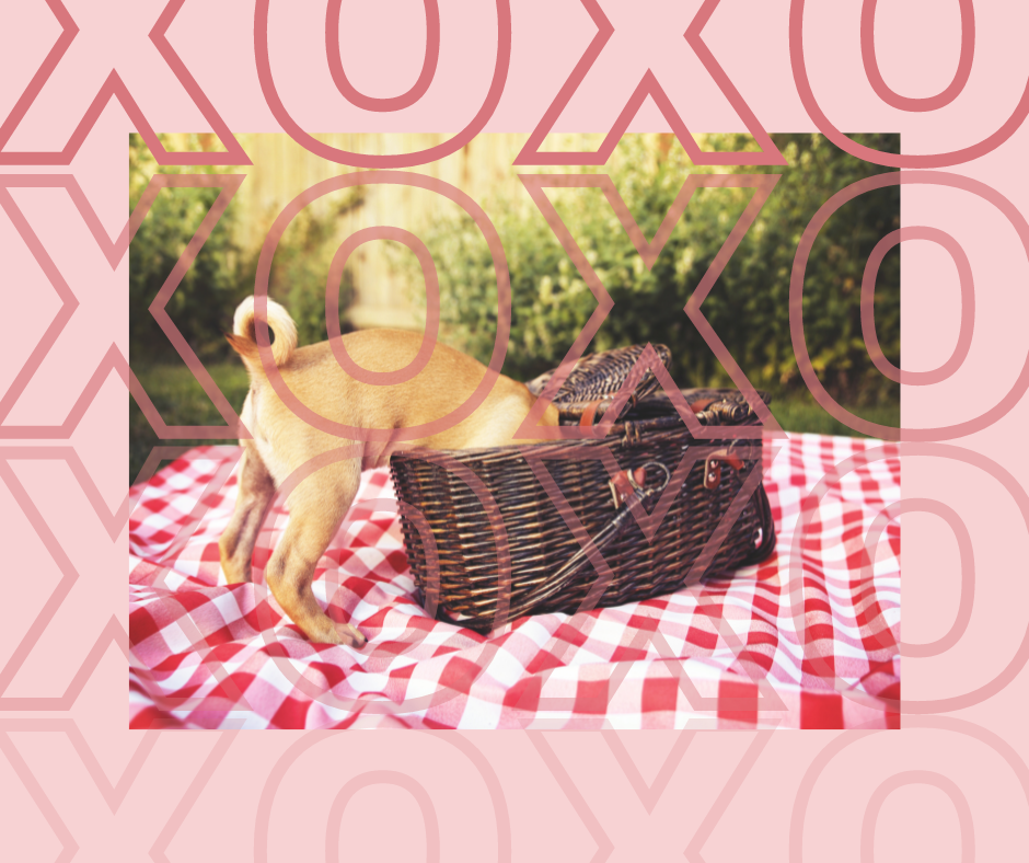 Valentines Day with Pets