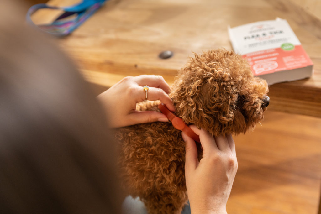 Valentines Day with Pets