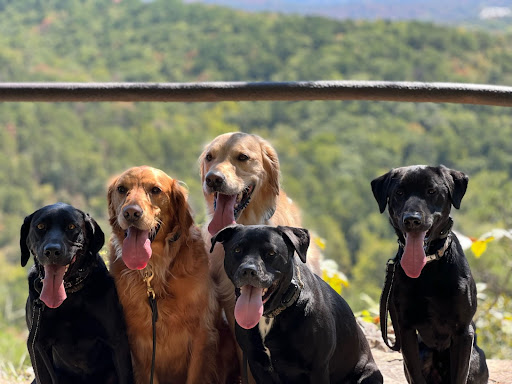Hiking with Dogs